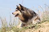 CHIEN FINNOIS DE LAPONIE 537